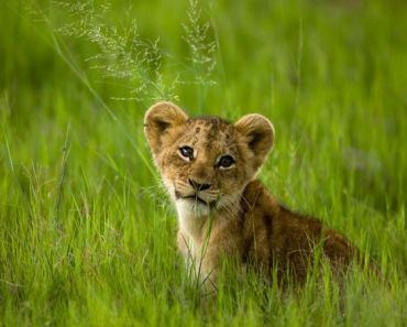 african-lion-cub-in-lush-grass_27527_600x450