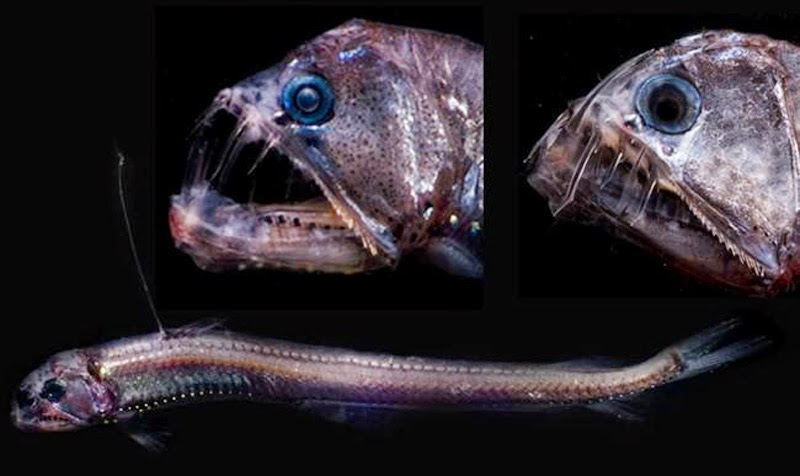 viperfish-PS