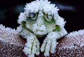 frozenfrog