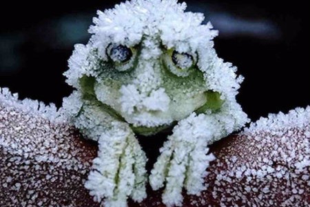 frozenfrog